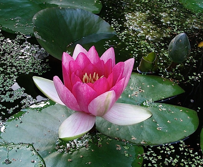 Fleur de lotus - Bien être - ISNAT