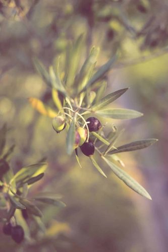 Les plantes et essences La phyto-aromathérapie, florathérapie.