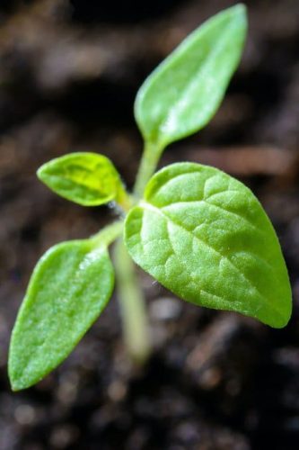 Photo illustration : permaculture